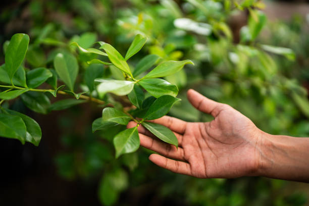 How Our Tree Care Process Works  in  Fort Meade, FL
