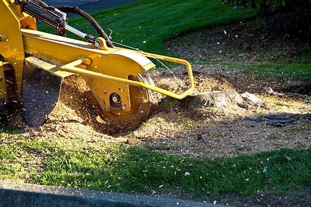 Best Artificial Turf Installation  in Fort Meade, FL