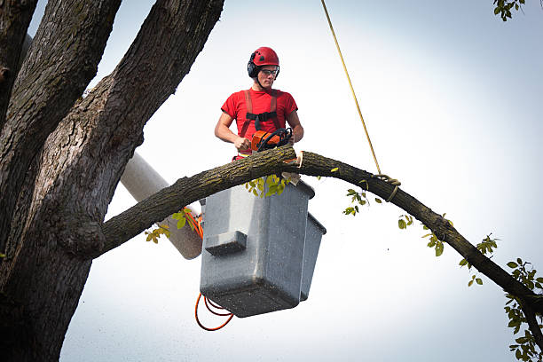 Best Utility Line Clearance  in Fort Meade, FL