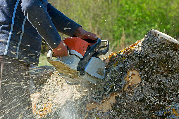 Lawn Pest Prevention in Fort Meade, FL